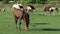 Herd of white and brown horses graze grass on a lawn in slo-mo