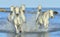 Herd of White Camargue Horses running on the water .