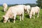 Herd of white Charolais beef cows in a mountain pasture