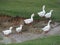 Herd of white domestic geese