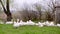 A herd of white domestic geese grazes on a green field