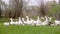 A herd of white domestic geese grazes on a green field