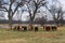 Herd of white faced cows walking forward in a in a horizontal line in pasture under big trees with pond in background