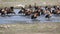 Herd of white-faced whistling ducks