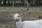 Herd of white fallow deer Dama dama