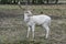 Herd of white fallow deer Dama dama