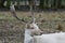 Herd of white fallow deer Dama dama