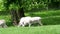 Herd of white fallow deer in nature. Rare albino fallow deer