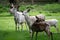 Herd of white fallow deer. Rare albino fallow deer Da