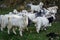 A herd of white furry Himalayan Goats and sheep in the meadows of upper himalayan region. Uttarakhand India
