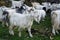 A herd of white furry Himalayan Goats and sheep in the meadows of upper himalayan region. Uttarakhand India