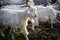 A herd of white furry Himalayan Goats and sheep in the meadows of upper himalayan region. Uttarakhand India