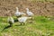 Herd of white geese grazing in a meadow.