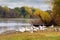 Herd of white geese on the shore river in autumn
