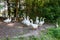Herd of white geese walking along a dirt road surrounded by trees