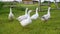 Herd of white geese yelling on green pasture