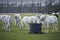 Herd of the white horses of Kladrubsky race, domestic in Czech Republic