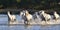 Herd of White Horses Running and splashing through water