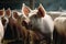 a herd of white pigs standing in a pen