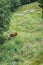 a herd of white and red cows grazes on alpine slopes