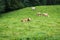 a herd of white and red cows grazes on alpine slopes