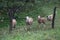 A herd of white sheep grazes on a fenced pasture