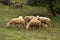 A herd of white sheep grazes on a fenced pasture