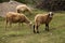 A herd of white sheep grazes on a fenced pasture