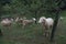 A herd of white sheep grazes on a fenced pasture