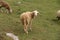 A herd of white sheep grazes on a fenced pasture