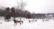 Herd of white-tailed deer exiting a trail near a snowy lake during a winter snow shower