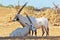 A herd of white wild goats Arabian Oryx