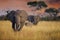 Herd of wild AFrican Elephants in Tanzania tall grass
