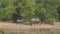 Herd Of Wild African Elephants Walking To River Beach To Drink On A Hot Day