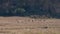 A herd of wild African zebras walking on a dusty and arid land in the reserve