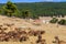 A herd of wild animals - donkeys, goats, ponies, sheep, deer, horses - graze in the vast territory of the safari park