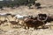 A herd of wild animals - donkeys, goats, ponies, sheep, deer, horses - graze in the vast territory of the safari park.