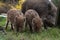 Herd of wild boars looking for a food. Piglets or boarlets, young baby boars and adults.