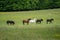 A herd of wild, brown horses in a meadow in front of a forest, with a white horse in the middle