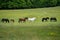 A herd of wild, brown horses in a meadow in front of a forest, with a white horse in the middle