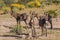 Herd of Wild Burros in the Desert