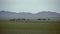 Herd of Wild Camel Free-Roaming Freely in Steppe of Asia