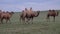 Herd of Wild Camel Free-Roaming Freely in Steppe of Asia