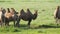 Herd of Wild Camel Free-Roaming Freely in Steppe of Asia