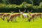 Herd of wild deer English countryside New Forest Hampshire southern uk
