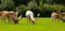 Herd of wild deer grazing English countryside New Forest Hampshire southern uk