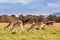 A herd of wild deer in Phoenix Park, Dublin, Ireland