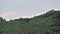 Herd of Wild Deer on Rocky Mountain Ridge