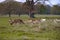 Herd of wild deers on a meadow