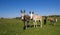 Herd of wild donkeys graze on meadow